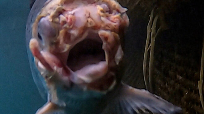 σολομός-ζόμπι-πώς-μια-φωτογραφία-πυ-563026168