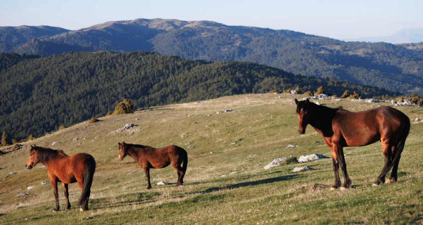 Αρκουδόρεμα: Eνα εστιατόριο σε ένα χωριό τριών κατοίκων, στην καρδιά της Πίνδου-2