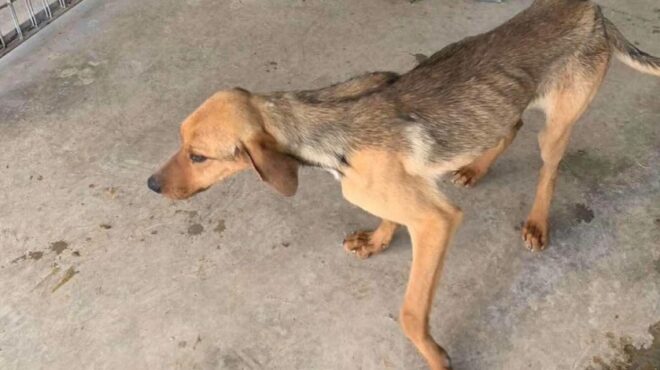 τρίπολη-εντολή-για-εισαγγελική-έρευν-563052823