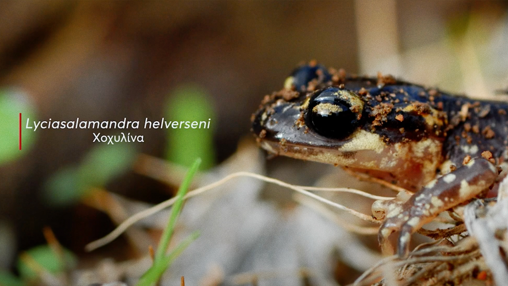 Ενα στα πέντε είδη ζώων απειλείται με εξαφάνιση-2