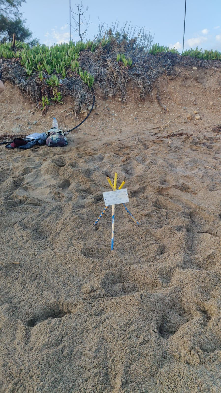 Η Καρέτα Καρέτα και το σοκ της κλιματικής κρίσης-2