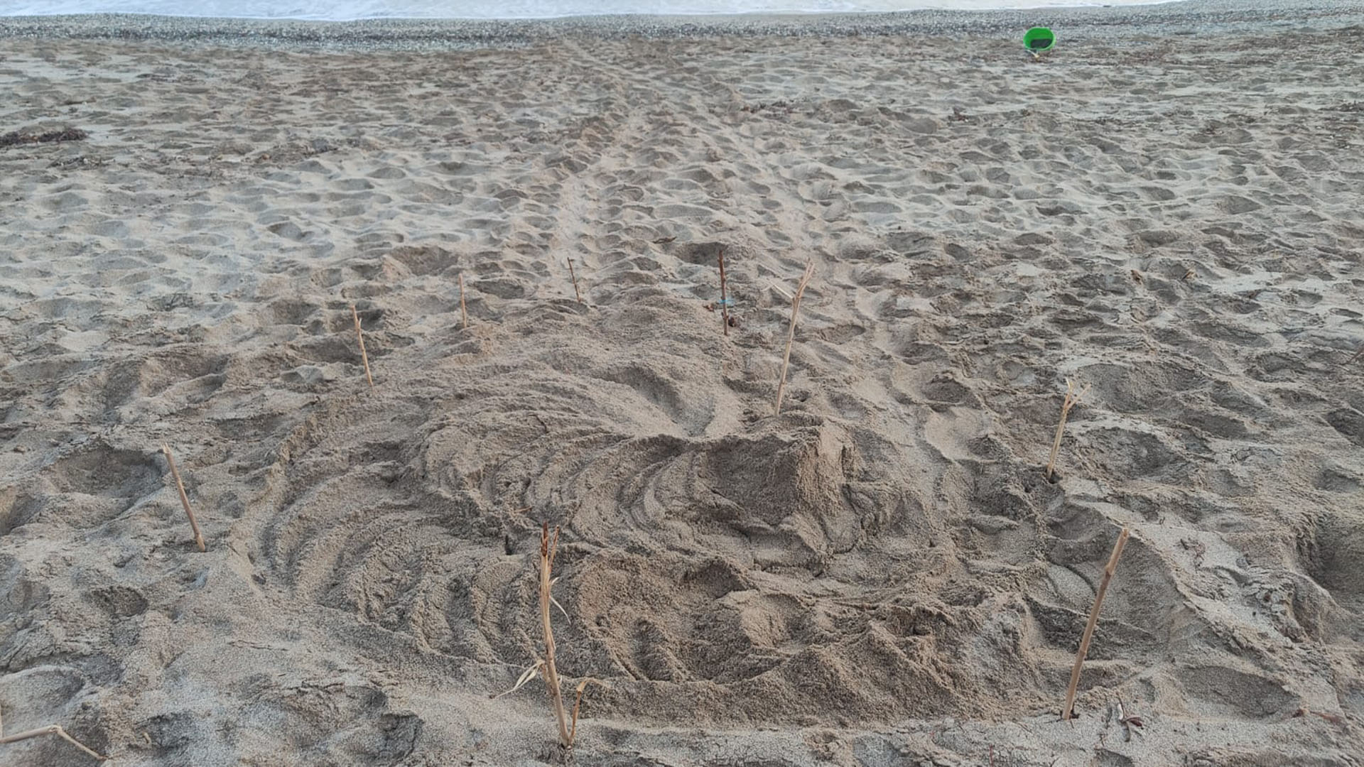 Η Καρέτα Καρέτα και το σοκ της κλιματικής κρίσης-3