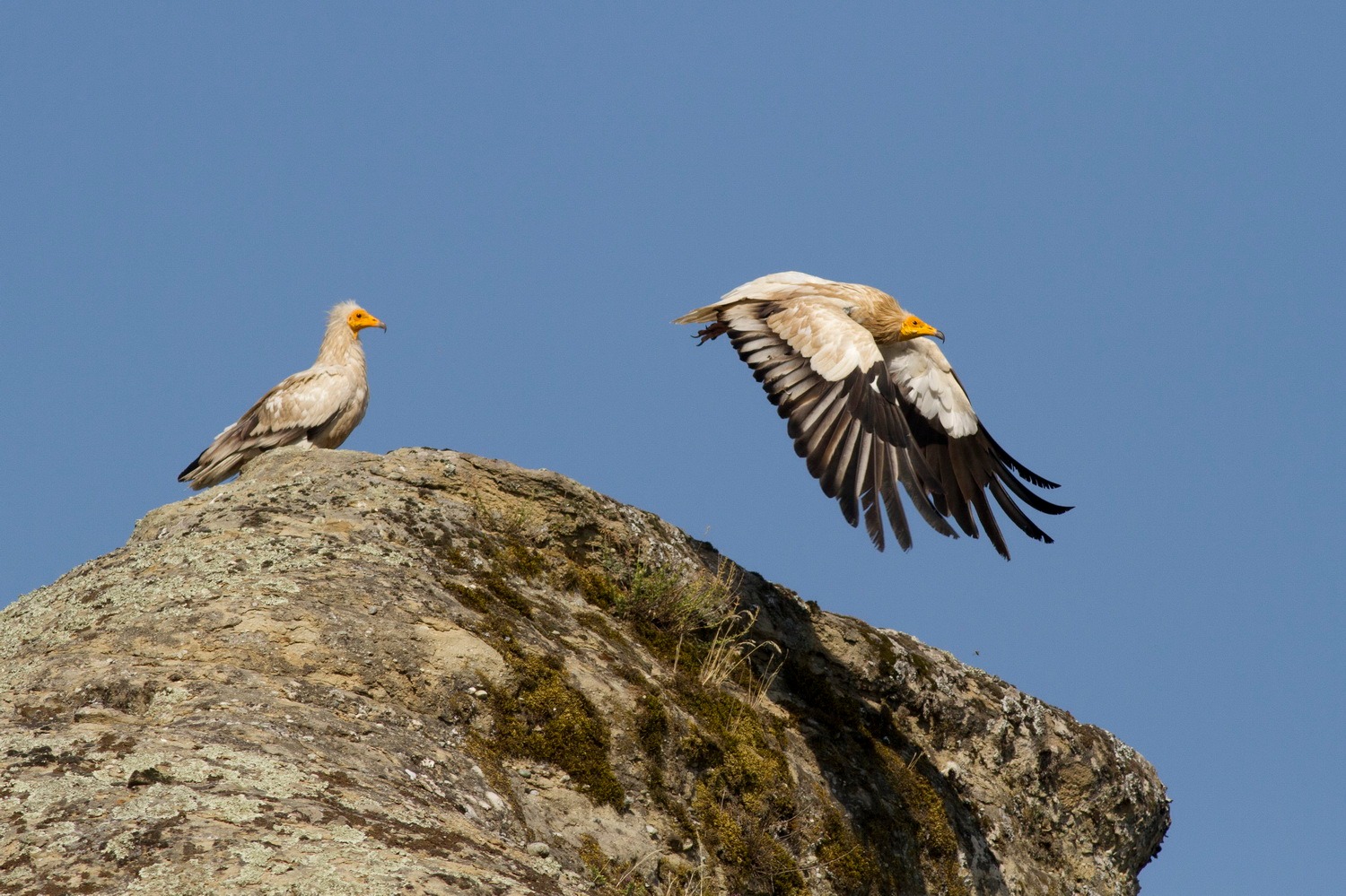Ενα στα πέντε είδη ζώων απειλείται με εξαφάνιση-4