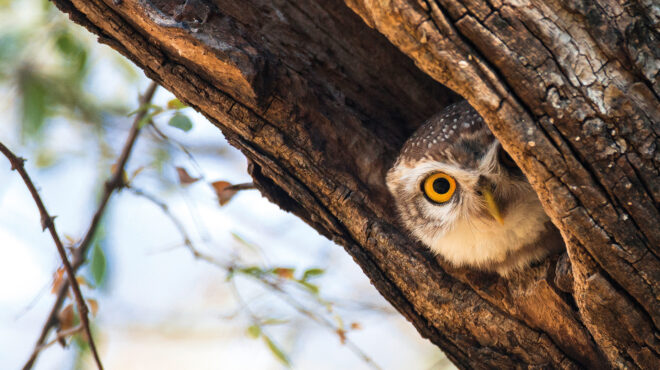 στις-ηπα-500-χιλιάδες-κουκουβάγιες-κινδ-563039728