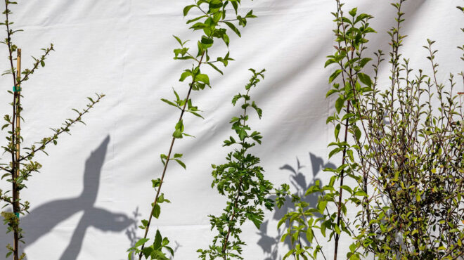 πώς-να-μεταμορφώσετε-τον-κήπο-σας-σε-φω-563017147