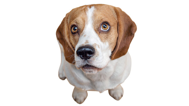 τελικά-εξημέρωσε-ο-άνθρωπος-τον-σκύλο-563051422