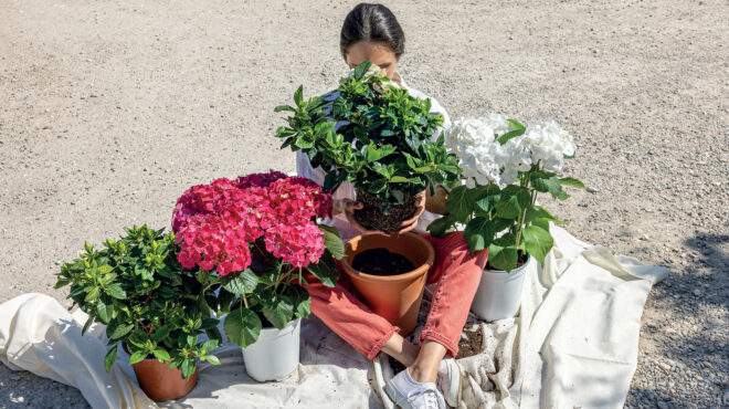 πώς-θα-φροντίσετε-σωστά-τις-γαρδένιες-563009047