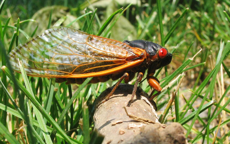 Η «Αποκάλυψη» των τζιτζικιών-1