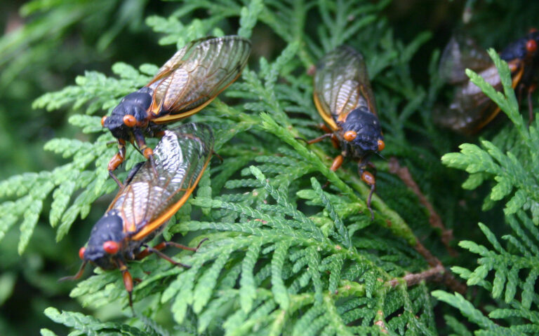 Η «Αποκάλυψη» των τζιτζικιών-2