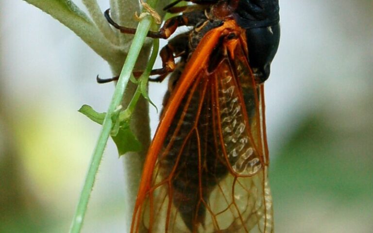 Η «Αποκάλυψη» των τζιτζικιών-3