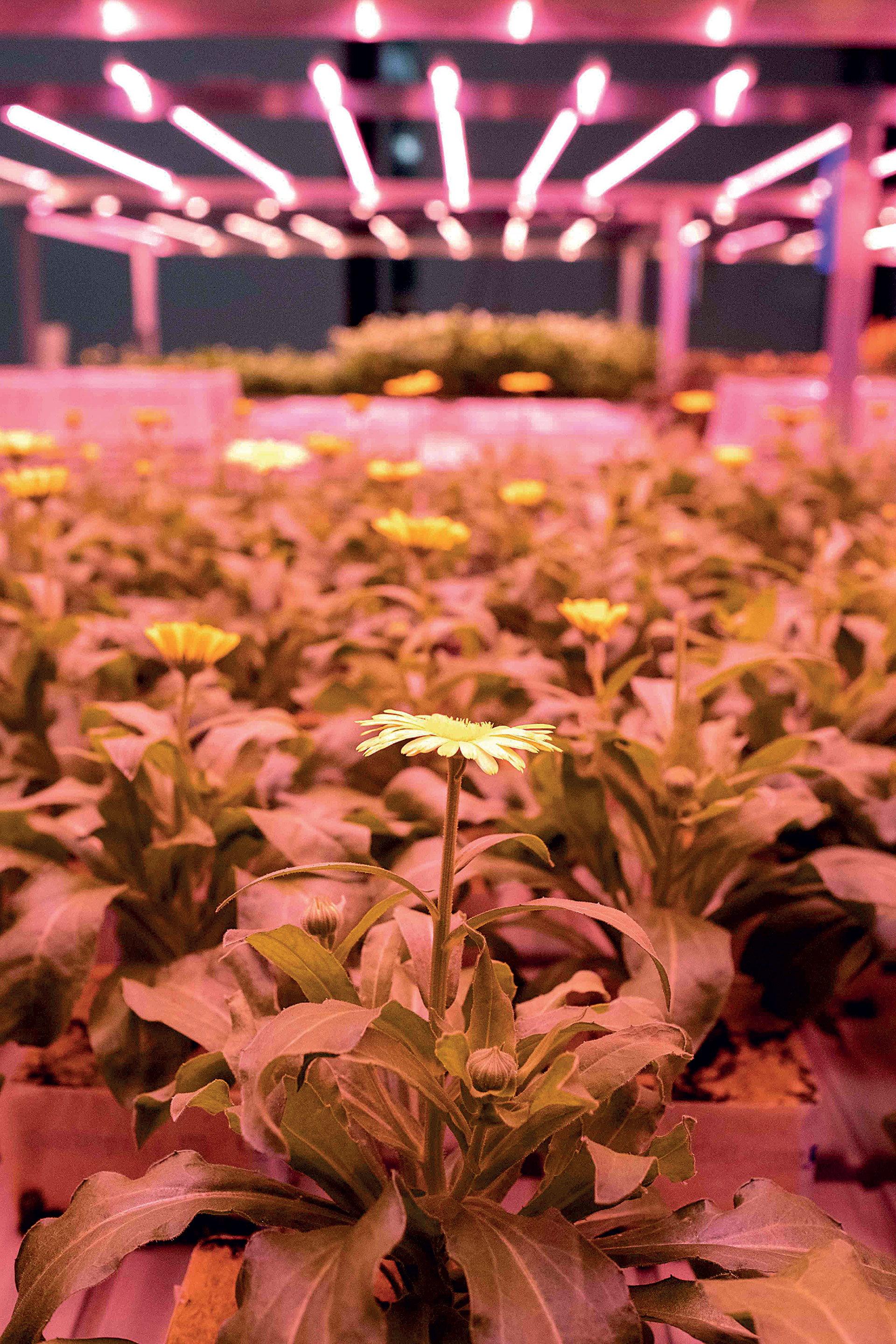 Πώς το Αμστερνταμ δείχνει τον δρόμο στην Αθήνα για ένα πιο βιώσιμο μέλλον-2