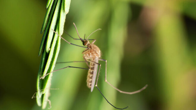 ιός-δυτικού-νείλου-το-πρώτο-θανατηφόρ-563026000