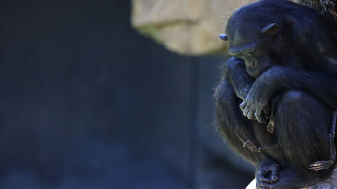 το-πένθος-δεν-είναι-αποκλειστικότητα-563035249
