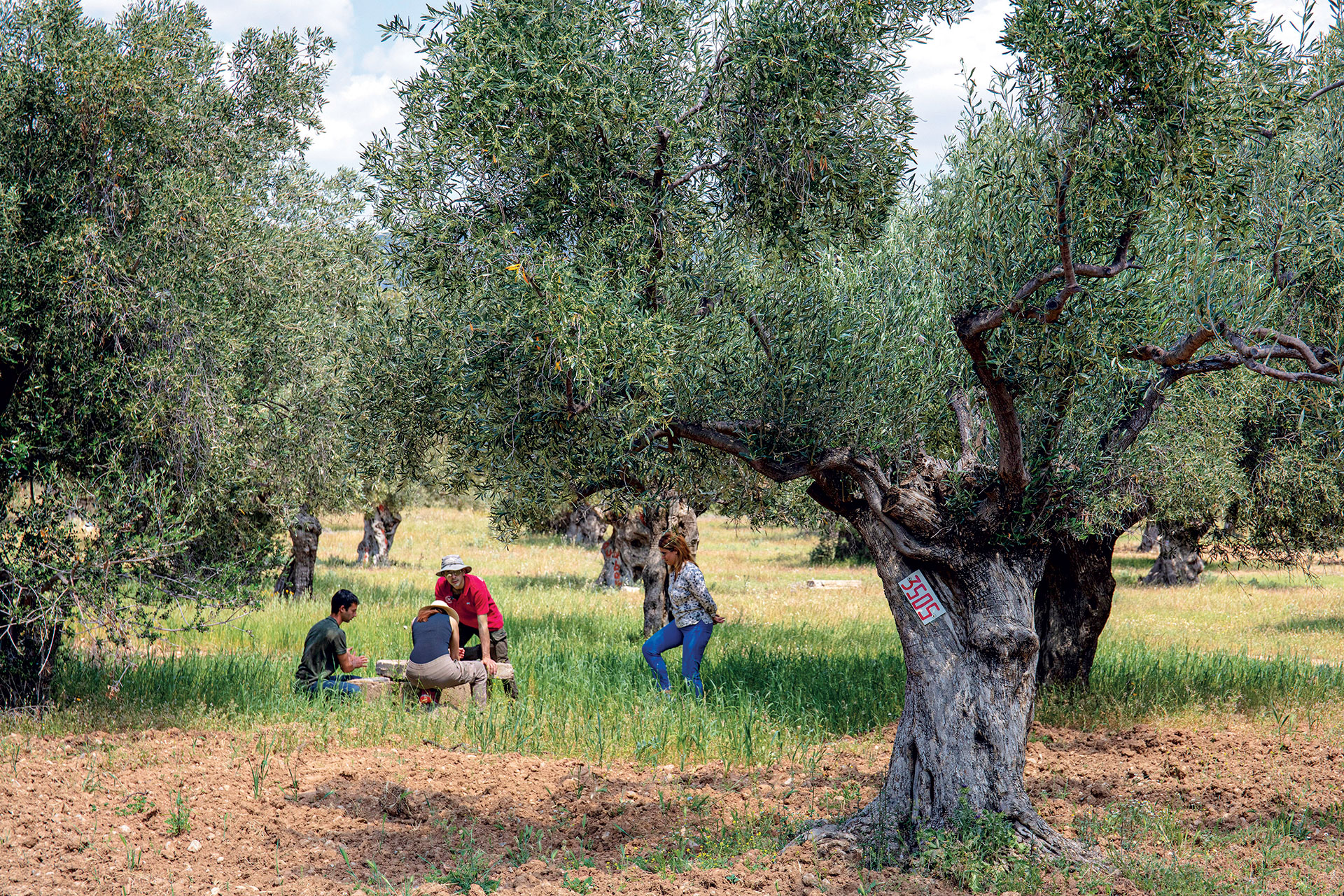 Μέσα στον πιο αρχαίο ελαιώνα της Αττικής-1
