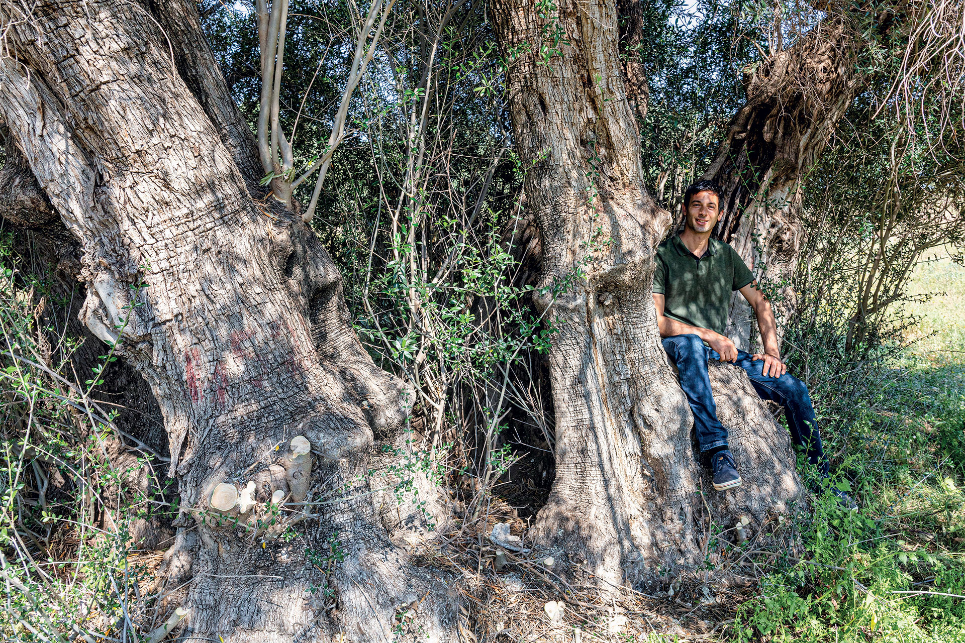 Μέσα στον πιο αρχαίο ελαιώνα της Αττικής-3