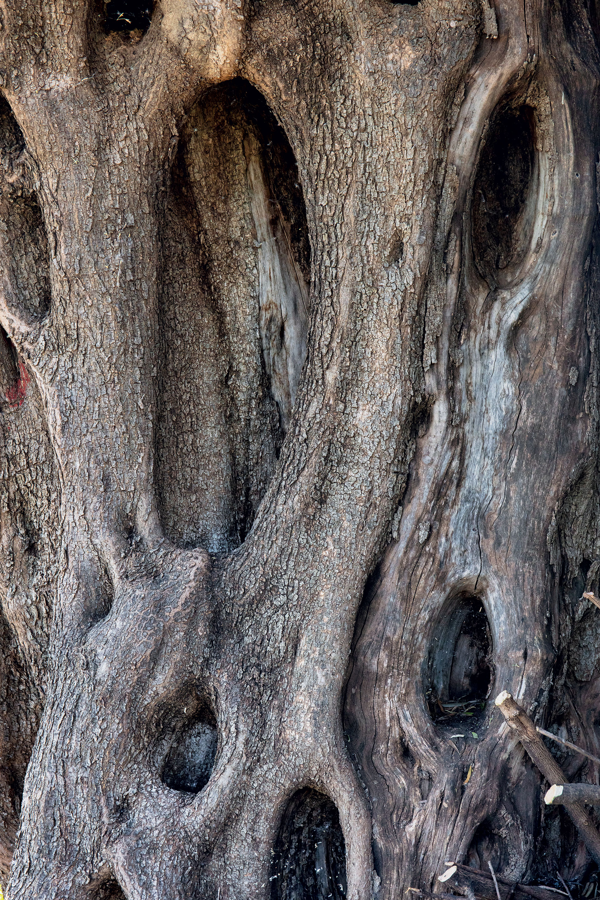 Μέσα στον πιο αρχαίο ελαιώνα της Αττικής-5