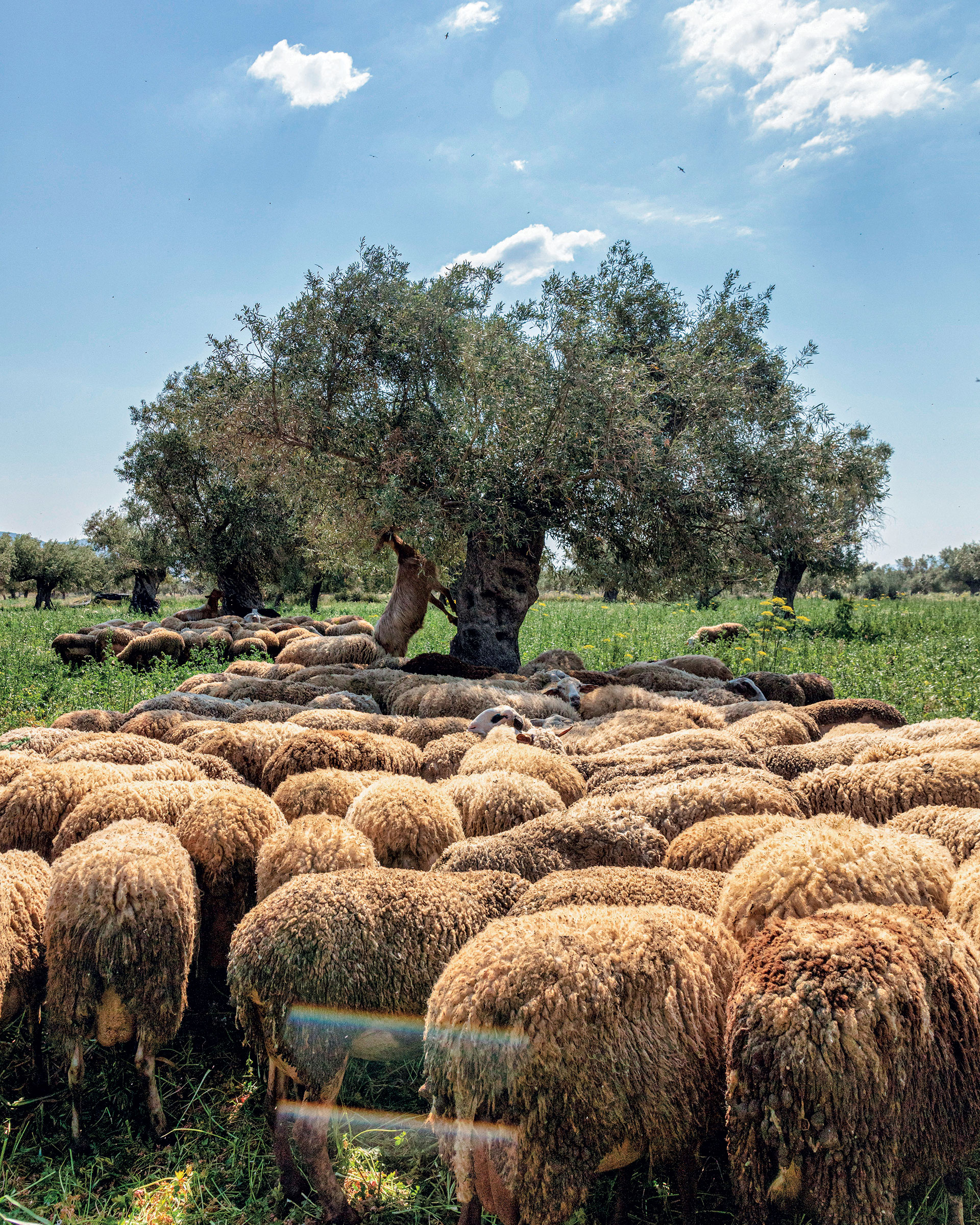Μέσα στον πιο αρχαίο ελαιώνα της Αττικής-6