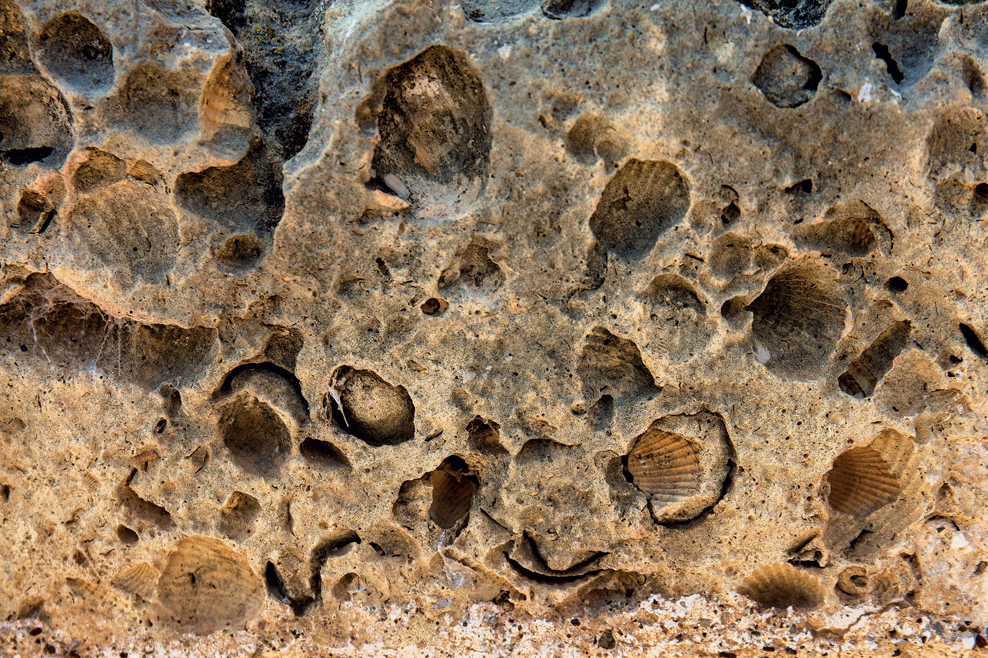 Μέσα στον πιο αρχαίο ελαιώνα της Αττικής-7