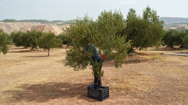 αυτοί-που-ξέφυγαν-από-το-λάδι-του-τενεκ-563044345