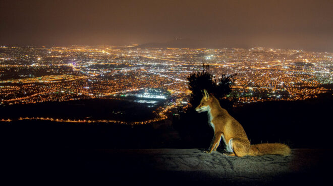η-άγνωστη-άγρια-αττική-αποκαλύπτει-τα-563009296