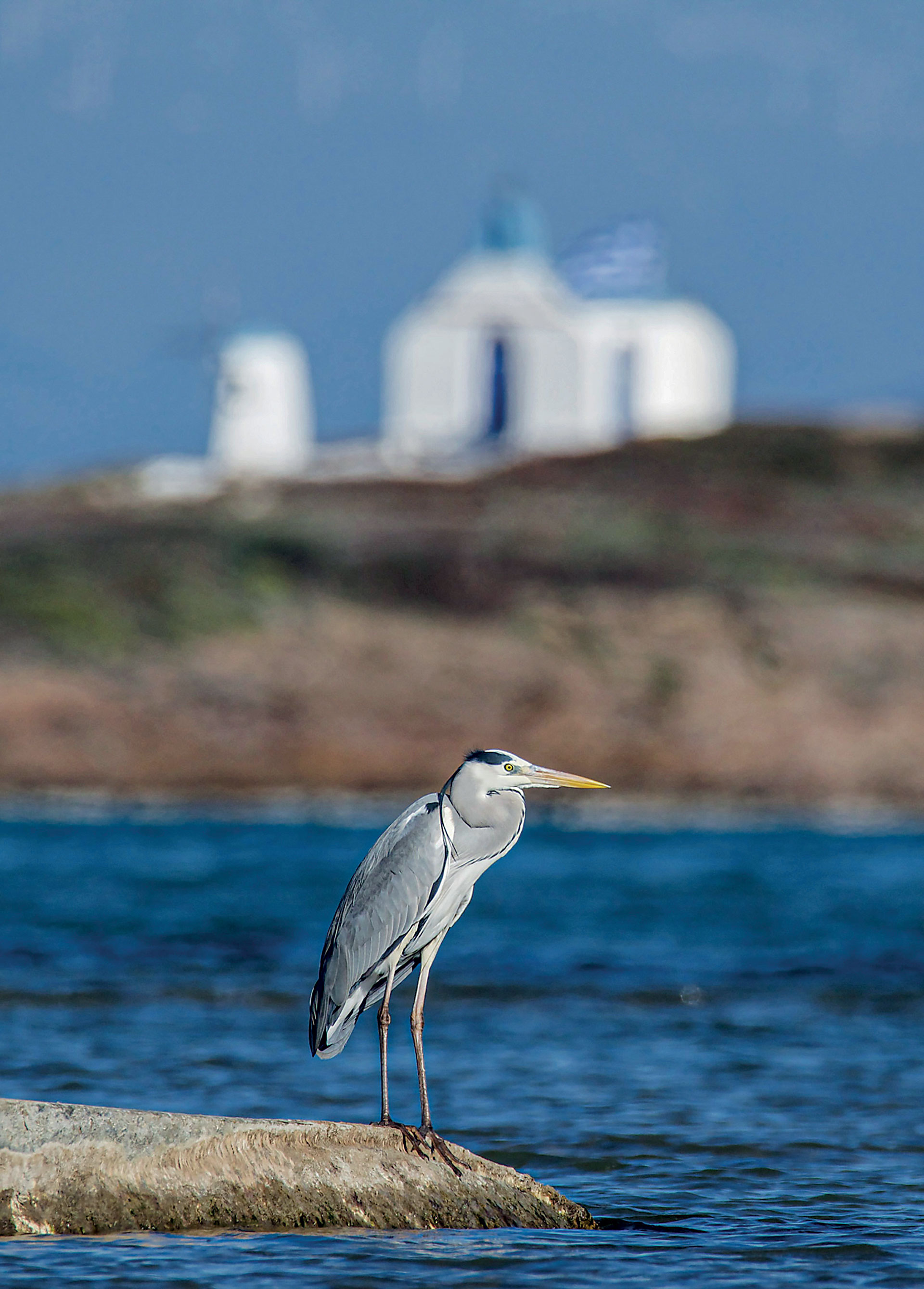 Η άγνωστη, άγρια Αττική αποκαλύπτει τα μυστικά της-1