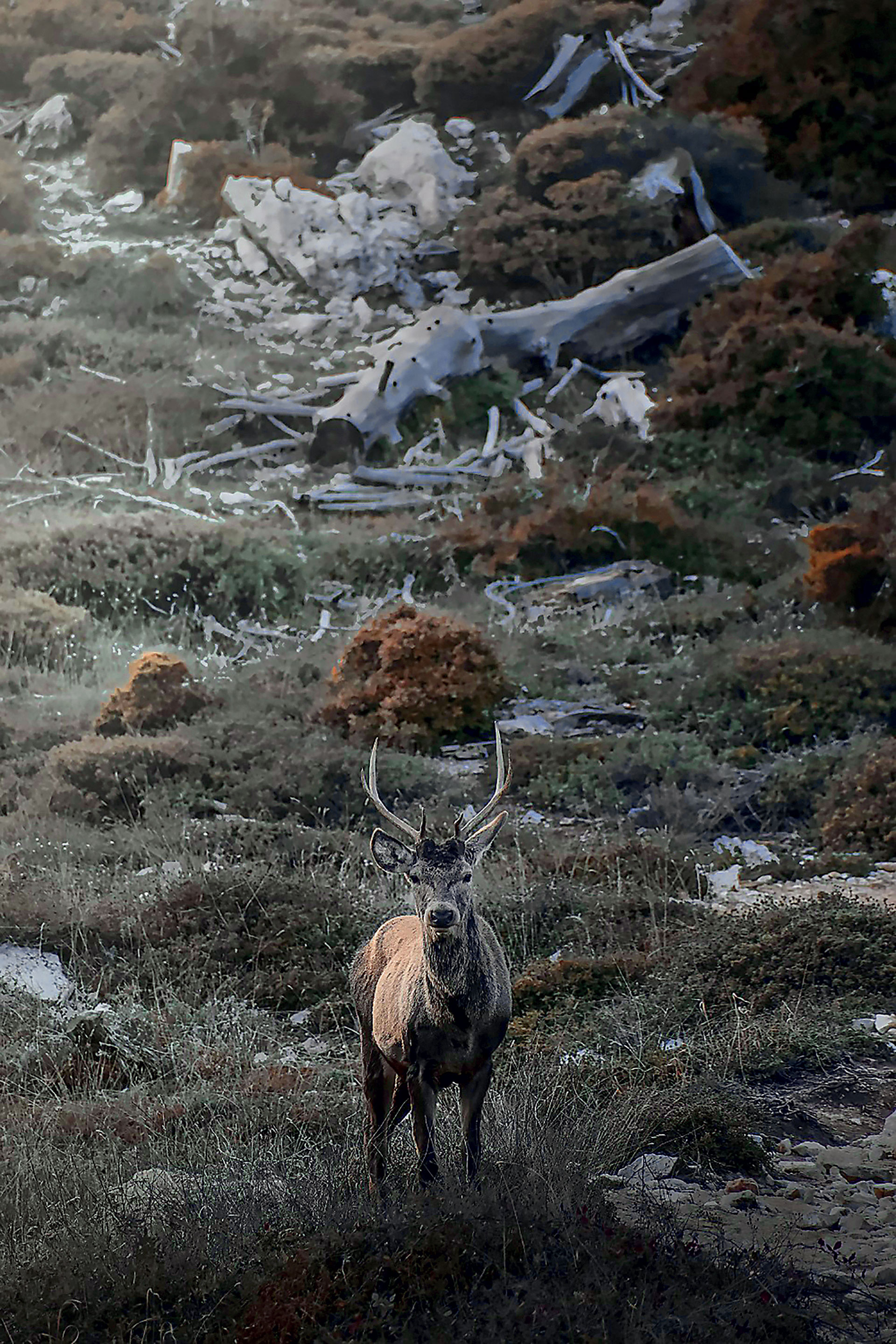 Η άγνωστη, άγρια Αττική αποκαλύπτει τα μυστικά της-3