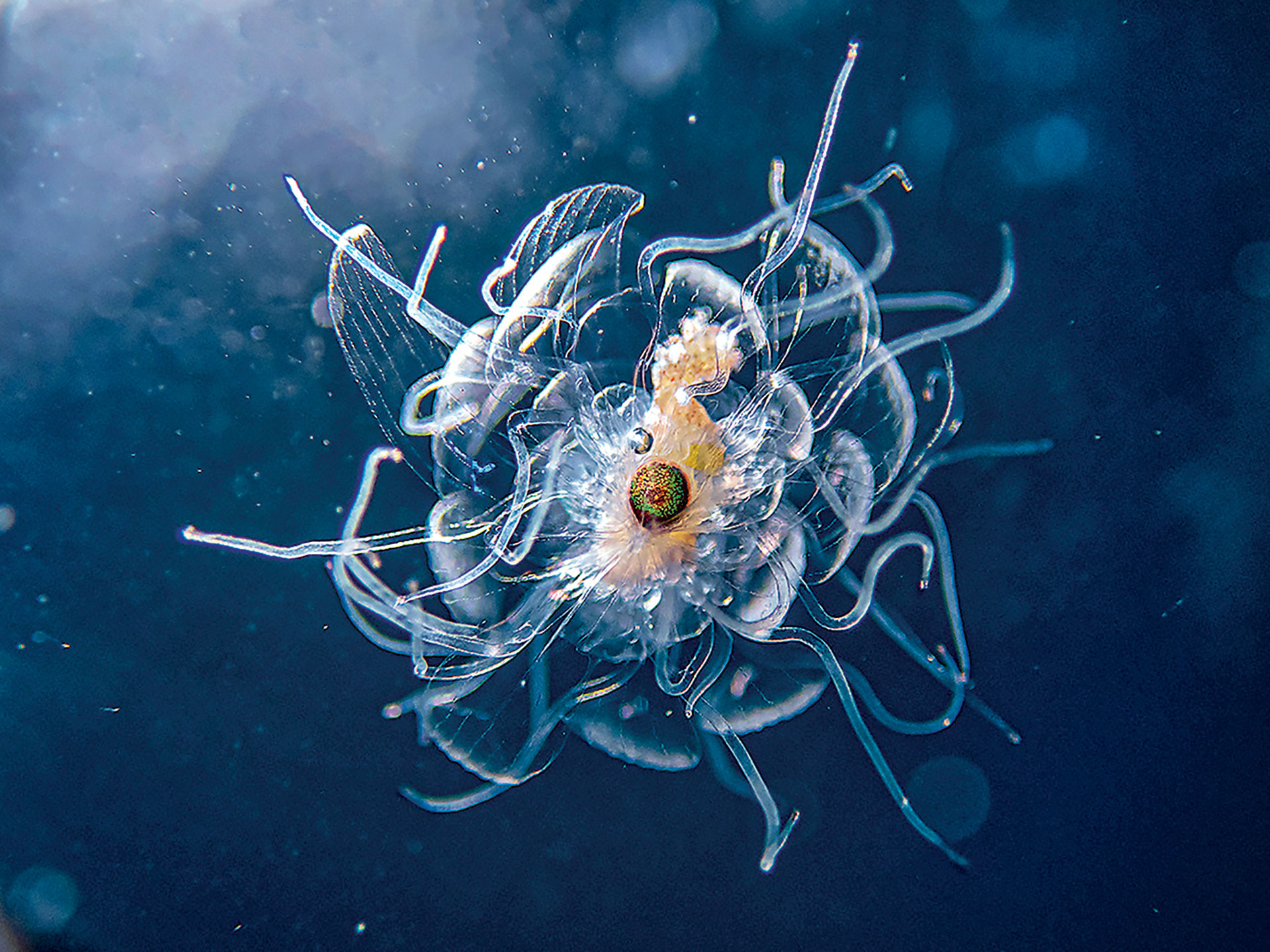 Η άγνωστη, άγρια Αττική αποκαλύπτει τα μυστικά της-5