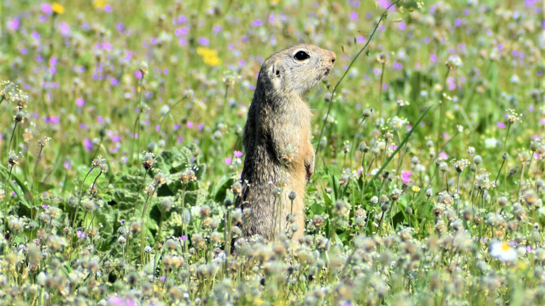 ενα-στα-πέντε-είδη-ζώων-απειλείται-με-ε-563037619