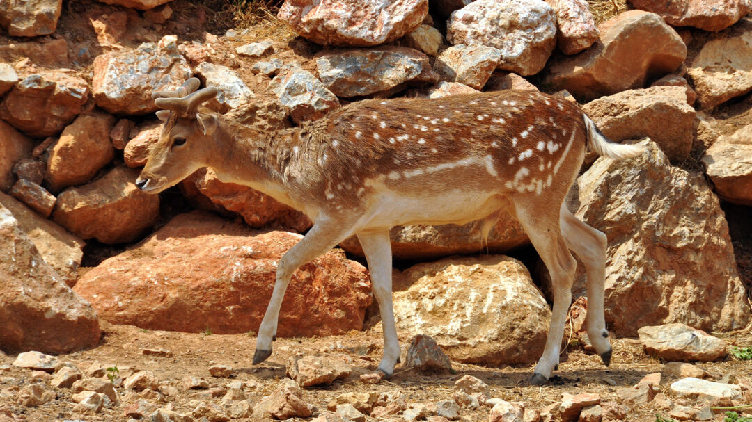 ρόδος-ελεύθερα-τα-ελάφια-563022670