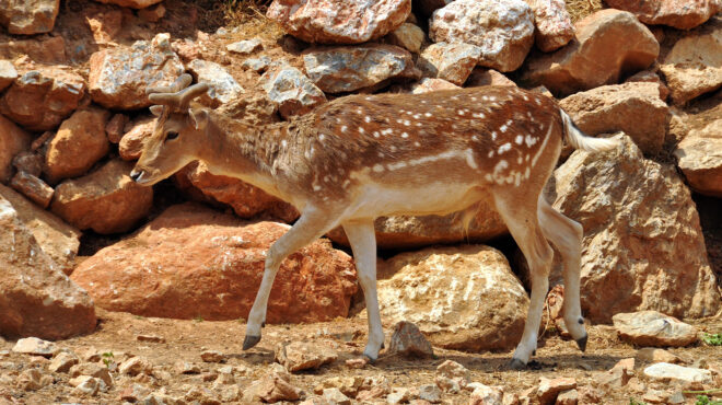 ρόδος-ελεύθερα-τα-ελάφια-563022670