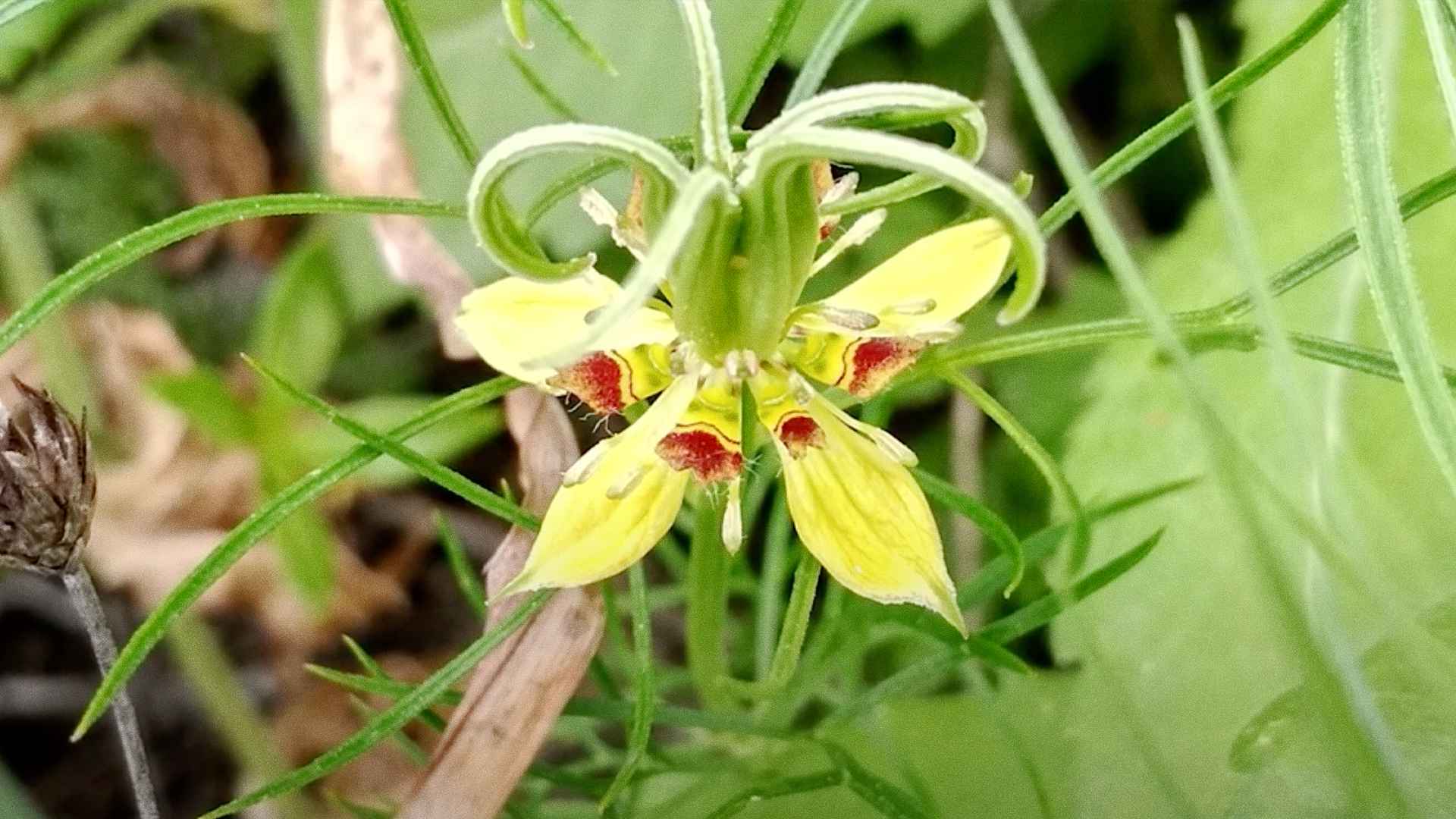 Ενα στα πέντε είδη ζώων απειλείται με εξαφάνιση-1