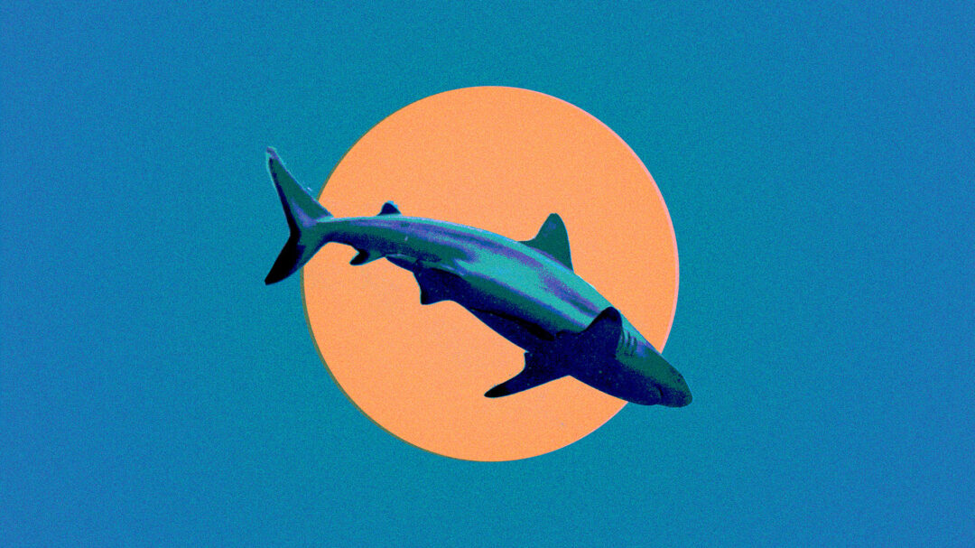 καρχαρίες-σε-ρηχά-νερά-563015101