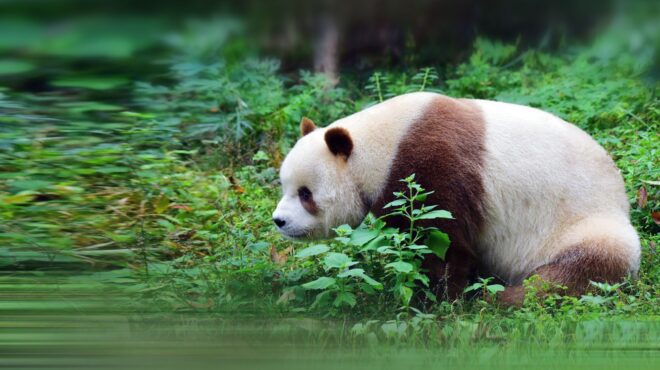 κίνα-κάμερα-κατέγραψε-σπανιότατο-καφ-563022268