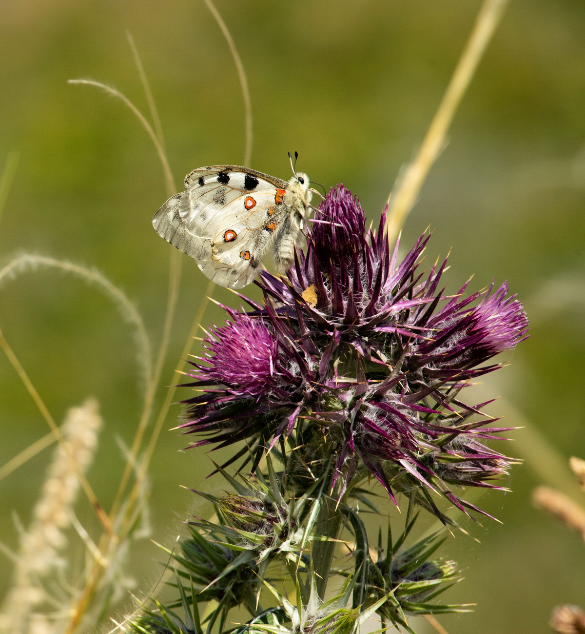 Ενα στα πέντε είδη ζώων απειλείται με εξαφάνιση-3