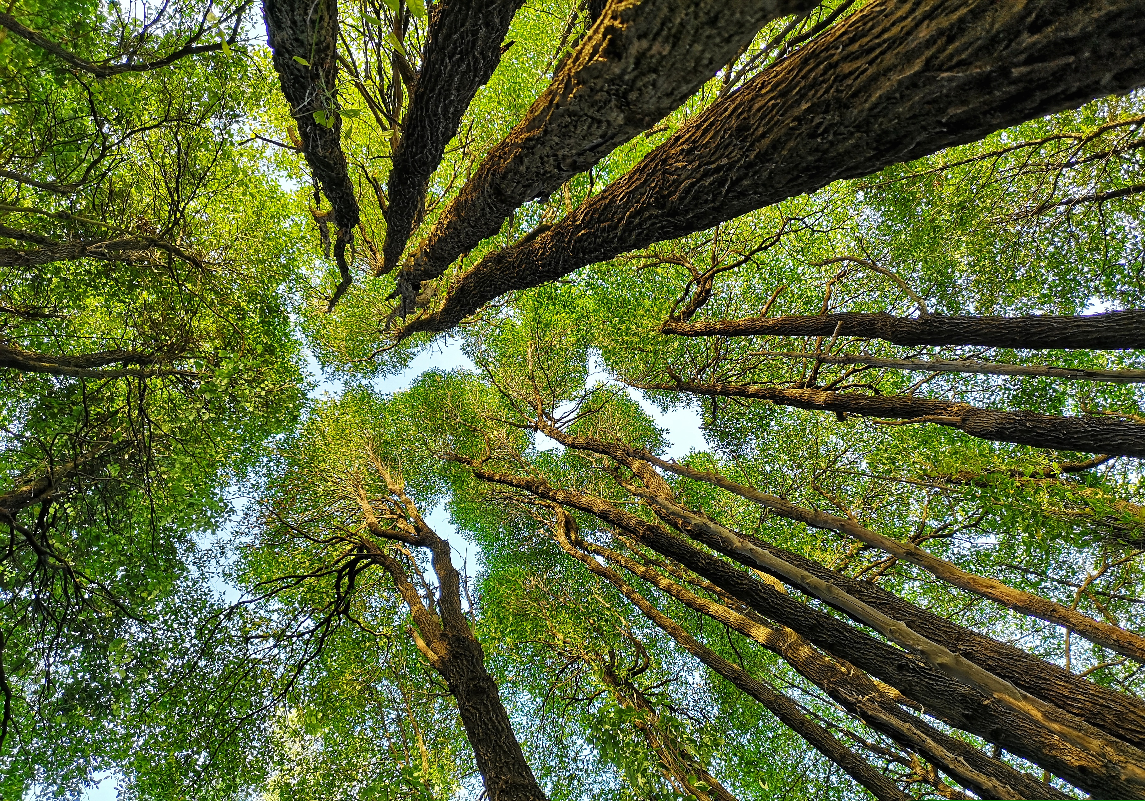 Γιατί κάποια δέντρα είναι «ντροπαλά»-3