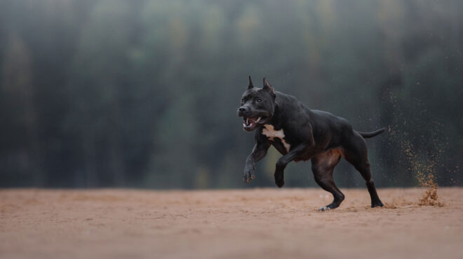 θεσσαλονίκη-ελεύθερος-ο-ιδιοκτήτης-τ-563045266