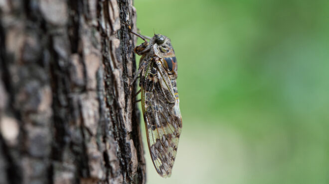 ηπα-αρμαγεδδών-τζιτζικιών-σε-12-πολιτεί-563015674