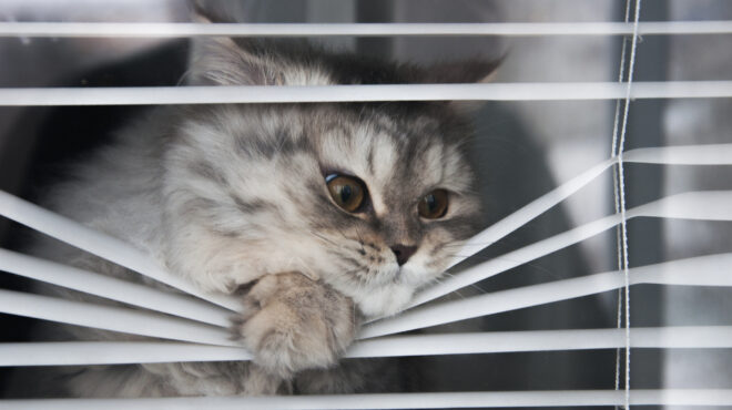 οι-γάτες-απαγορεύονταν-στα-διαμερίσμ-563072752