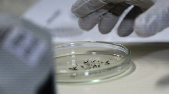 ευρώπη-αύξηση-κρουσμάτων-του-δάγκειο-563072977