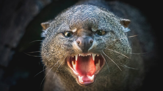 ιαγουρόντι-η-μικρή-αγριόγατα-βρυχάτα-563094541