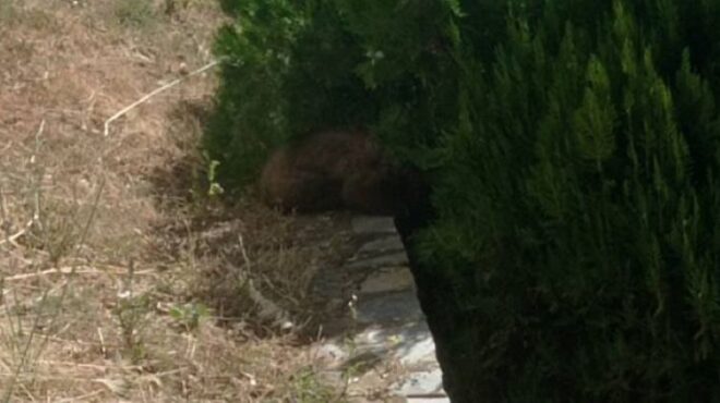 καστοριά-απεγκλωβίστηκε-αρκουδάκι-π-563081842