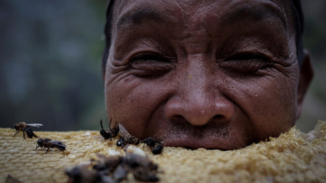 τρελό-μέλι-563061994