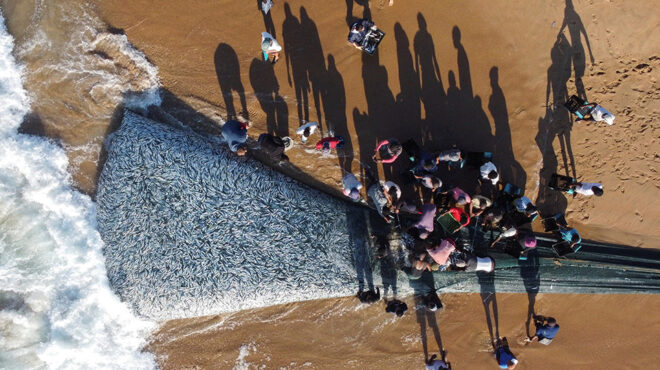 σαρδέλες-563075668