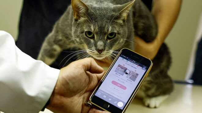 μιάου-σου-λέω-563077723