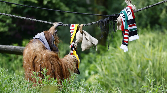 ο-αμερόληπτος-μάντης-563085613