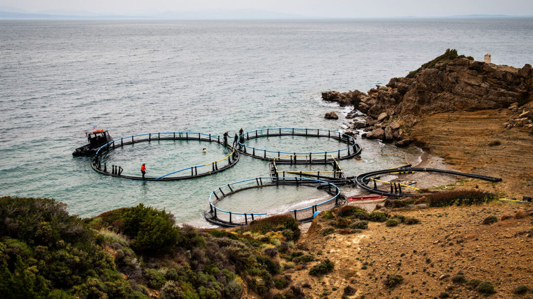 healthy-seas-καθαρίζοντας-νεκρά-ιχθυοτροφεί-563063269