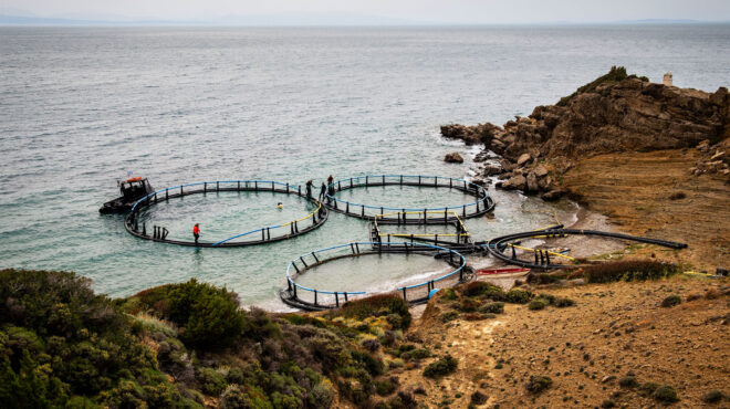 healthy-seas-καθαρίζοντας-νεκρά-ιχθυοτροφεί-563063269