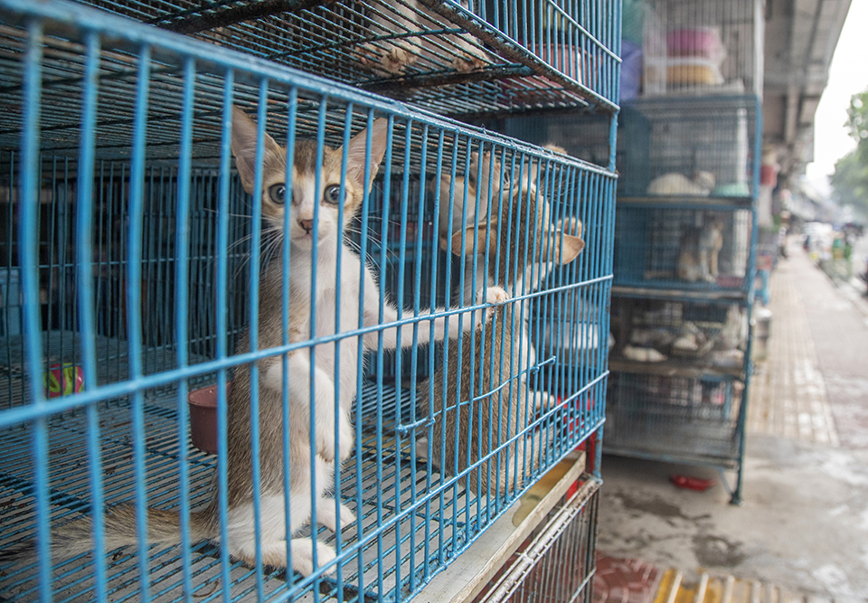 Ο «αμερόληπτος» μάντης-1