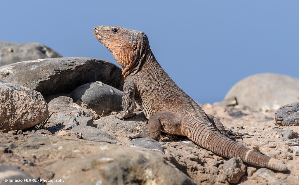 Πάνω από 45.000 ζώα και φυτά στην «Κόκκινη Λίστα» των απειλούμενων ειδών-1