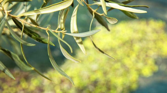 ελληνικά-ελαιόλαδα-κινδυνεύουν-με-απ-563082097